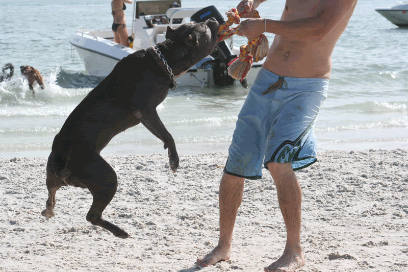 iron cross kennels banned from UKC Page 17 Pitbulls Go Pitbull